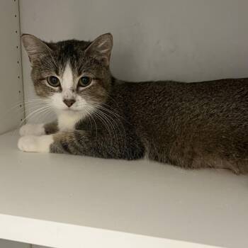 Domestic Short Hair Cats Available for Adoption in North Battleford, Saskatchewan - Bunny | PetCurious