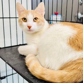 Jasper -  Domestic Short Hair Cat for Adoption in Lebanon, Missouri - Jasper | PetCurious