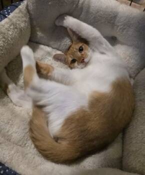 Rescue Domestic Short Hair Cats for Adoption in Leander, Texas - Six Bits | PetCurious