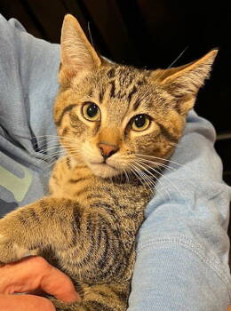 Rescue Domestic Short Hair Cats for Adoption in Nashville, Tennessee - Mason | PetCurious