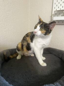 Super “Callie” fragilistic expialidoucious -  Domestic Short Hair Cat for Adoption in Blanchard, Oklahoma - Super “Callie” Fragilistic Expialidoucious | PetCurious