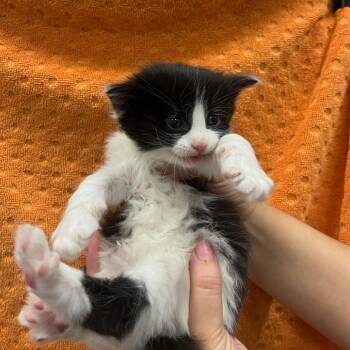 Domestic Short Hair Cats Available for Adoption in Houston, Texas - Gene | PetCurious