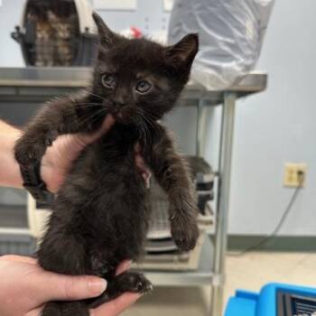Caterpie -  Domestic Short Hair Cat for Adoption in Indianapolis, Indiana - Caterpie | PetCurious