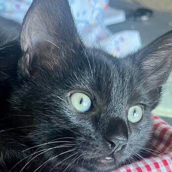 Rescue Domestic Short Hair Cats for Adoption in South Elgin, Illinois - Bubbles | PetCurious