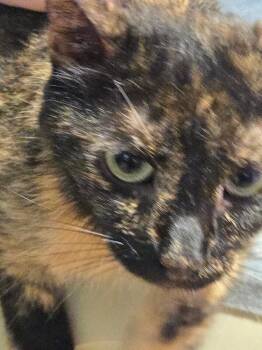 Domestic Short Hair Cats Available for Adoption in Cambridge, Maryland - Ladybug | PetCurious