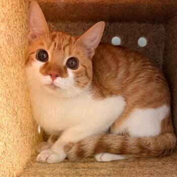 Penny Wise -  Domestic Short Hair Cat for Adoption in Philadelphia, Pennsylvania - Penny Wise | PetCurious