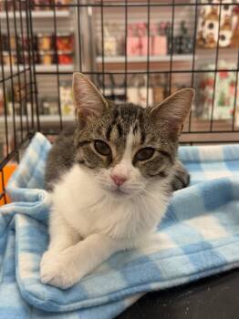 Mouse -  Domestic Short Hair Cat for Adoption in Greenwich Township, New Jersey - Mouse | PetCurious