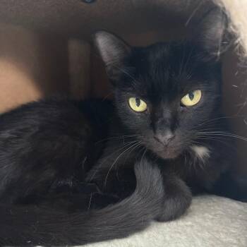 Jax -  Domestic Short Hair Cat for Adoption in Casa Grande, Arizona - Jax | PetCurious