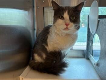 JORGE -  Domestic Long Hair Cat for Adoption in Colorado Springs, Colorado - JORGE | PetCurious