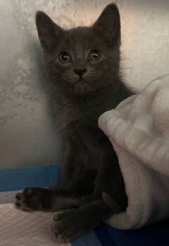 Rescue Domestic Short Hair Cats for Adoption in Mcpherson, Kansas - Tamale | PetCurious