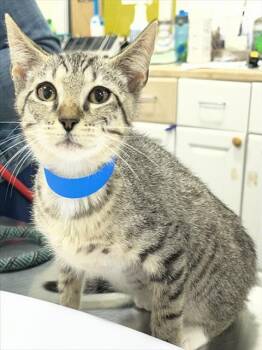 JAPAN -  Domestic Short Hair Cat Available for Adoption - JAPAN | PetCurious