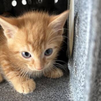 Collin -  Domestic Short Hair Cat for Adoption in Birmingham, Alabama - Collin | PetCurious