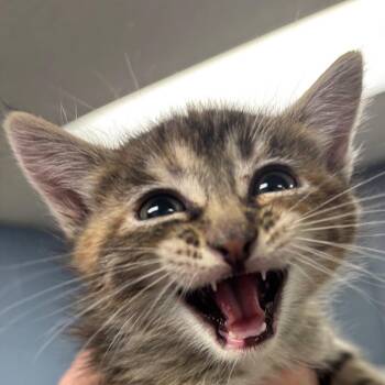 Domestic Short Hair Cats Available for Adoption in Saint Joseph, Missouri - Ecuador | PetCurious