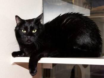 Cyrus -  Domestic Short Hair Cat for Adoption in Longmont, Colorado - Cyrus | PetCurious