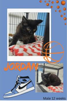 Jordan -  Domestic Medium Hair Cat for Adoption in Blountville, Tennessee - Jordan | PetCurious