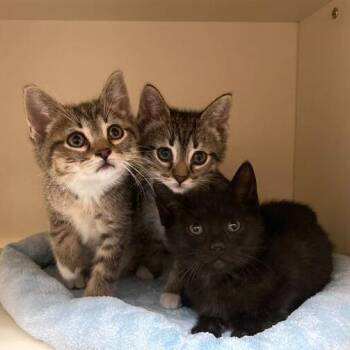 Domestic Short Hair Cats Available for Adoption in Dayton, Ohio - Everlayne | PetCurious