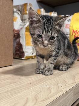 Splash -  Domestic Short Hair and Tabby Cat for Adoption in Wilmington, North Carolina - Splash | PetCurious