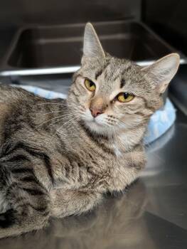 Domestic Short Hair Cats Available for Adoption in Chambersburg, Pennsylvania - Metapod | PetCurious