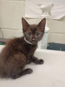 Domestic Short Hair Cats Available for Adoption in Chula Vista, California - TOE | PetCurious