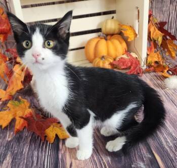 Rescue Domestic Short Hair Cats for Adoption in Dayton, Minnesota - Nero | PetCurious