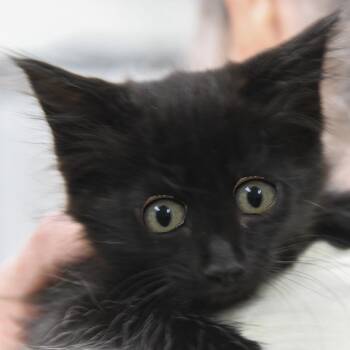 Bearss -  Domestic Short Hair Cat for Adoption in Redwood City, California - Bearss | PetCurious