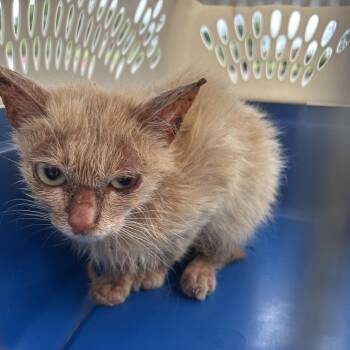 Potro -  Domestic Short Hair Cat for Adoption in Leander, Texas - Potro | PetCurious