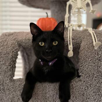 Baconator -  Domestic Short Hair Cat for Adoption in Houston, Texas - Baconator | PetCurious