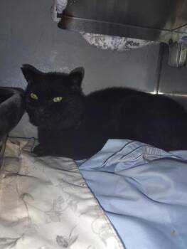 Rescue Domestic Short Hair Cats for Adoption in Midland, Michigan - Midnight | PetCurious