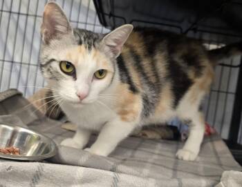Polly -  Calico Cat for Adoption in Dickson, Tennessee - Polly | PetCurious