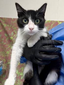 Homer -  Domestic Short Hair Cat for Adoption in San Antonio, Texas - Homer | PetCurious