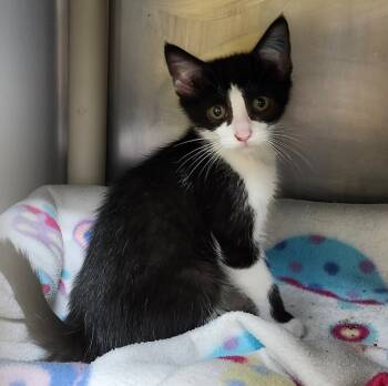 Rescue Domestic Short Hair Cats for Adoption in Cincinnati, Ohio - Quatre | PetCurious