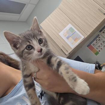 Dragon -  Domestic Short Hair Cat for Adoption in Chattanooga, Tennessee - Dragon | PetCurious