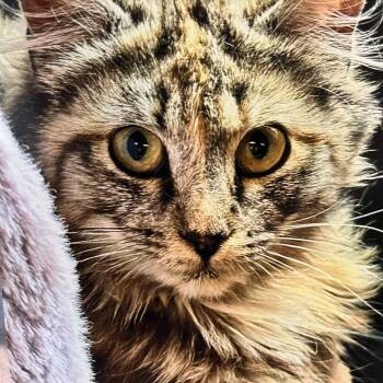 Astor -  Domestic Long Hair Cat for Adoption in Wells, Maine - Astor | PetCurious