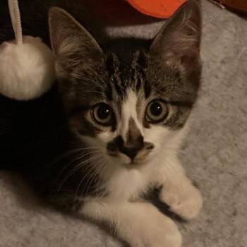 Mystique -  Domestic Short Hair Cat for Adoption in Saint Paul, Minnesota - Mystique | PetCurious