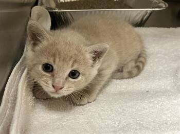 BABY -  Domestic Short Hair Cat for Adoption in Tustin, California - BABY | PetCurious
