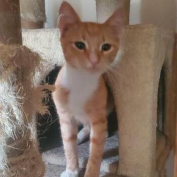 Rescue Domestic Short Hair Cats for Adoption in Liverpool, Texas - Alexander | PetCurious