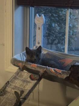 Soju RM -  Domestic Short Hair Cat for Adoption in Greenville, South Carolina - Soju RM | PetCurious