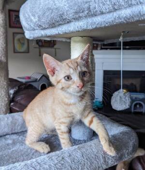 Nasa26 -  Domestic Short Hair Cat for Adoption in Youngsville, North Carolina - Nasa26 | PetCurious