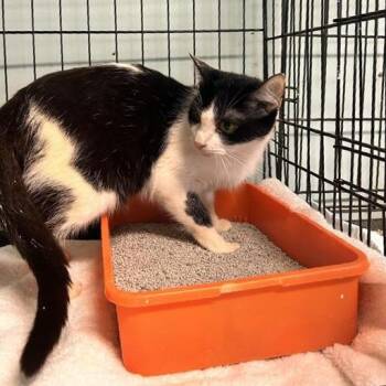 Cardinal -  Domestic Short Hair Cat for Adoption in Freeport, Florida - Cardinal | PetCurious