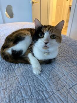 Riesling -  Domestic Short Hair Cat for Adoption in Wilmington, North Carolina - Riesling | PetCurious