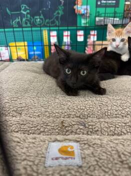 Rescue Domestic Short Hair Cats for Adoption in Town 