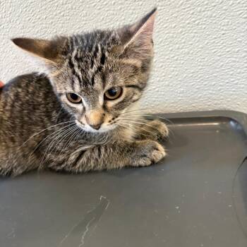Bobcat The Drag Queen -  Domestic Short Hair Cat for Adoption in West Des Moines, Iowa - Bobcat The Drag Queen | PetCurious