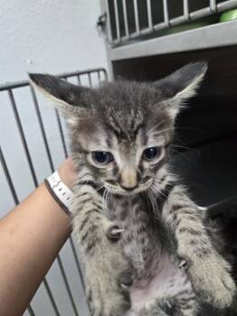 AUGUST -  Domestic Short Hair Cat for Adoption in Killeen, Texas - AUGUST | PetCurious