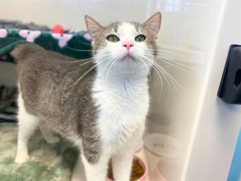 Domestic Short Hair Cats Available for Adoption in Fort Wayne, Indiana - ABBY | PetCurious