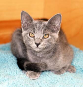 ABBESS - MY ADOPTION FEE IS HALF PRICE IN JUNE -  Domestic Short Hair Cat for Adoption in San Clemente, California - ABBESS - MY ADOPTION FEE IS HALF PRICE IN JUNE | PetCurious