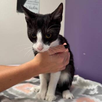Tulip -  Domestic Short Hair Cat for Adoption in Englewood, Florida - Tulip | PetCurious