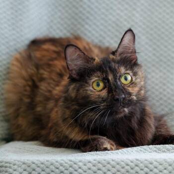 Domestic Medium Hair Cats Available for Adoption in Sunnyvale, California - Jasmine | PetCurious