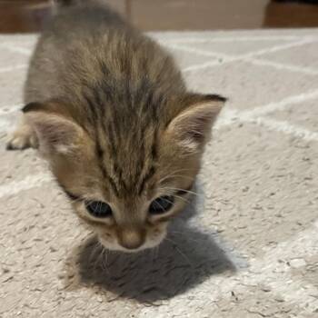 Jorge -  Domestic Short Hair Cat for Adoption in Edinburg, Texas - Jorge | PetCurious