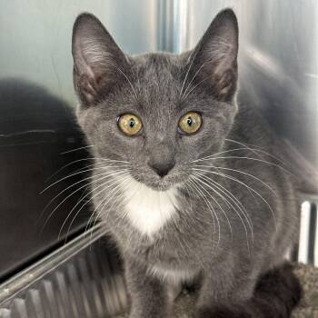 Winter -  Domestic Medium Hair Cat for Adoption in Matteson, Illinois - Winter | PetCurious