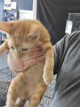 MR. SQUIDLETON -  Domestic Short Hair Cat for Adoption in Casper, Wyoming - MR. SQUIDLETON | PetCurious
